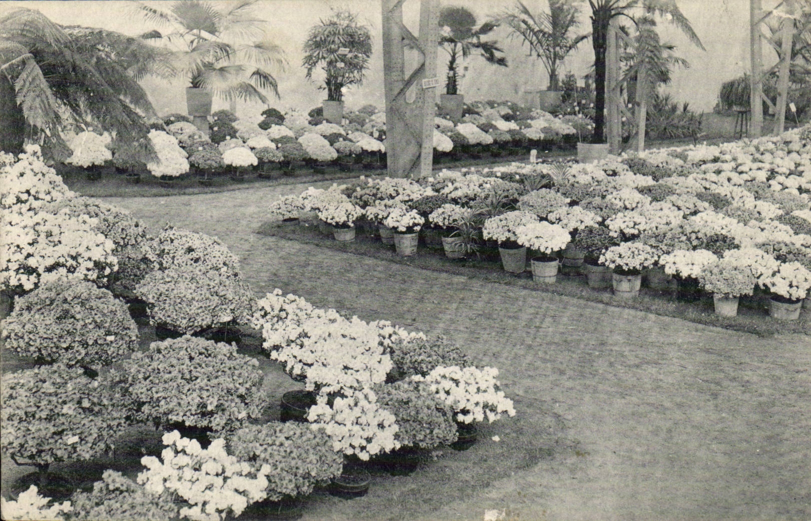 Belgie Belgium CPA Ghent 1913 Gantese Floral festivals