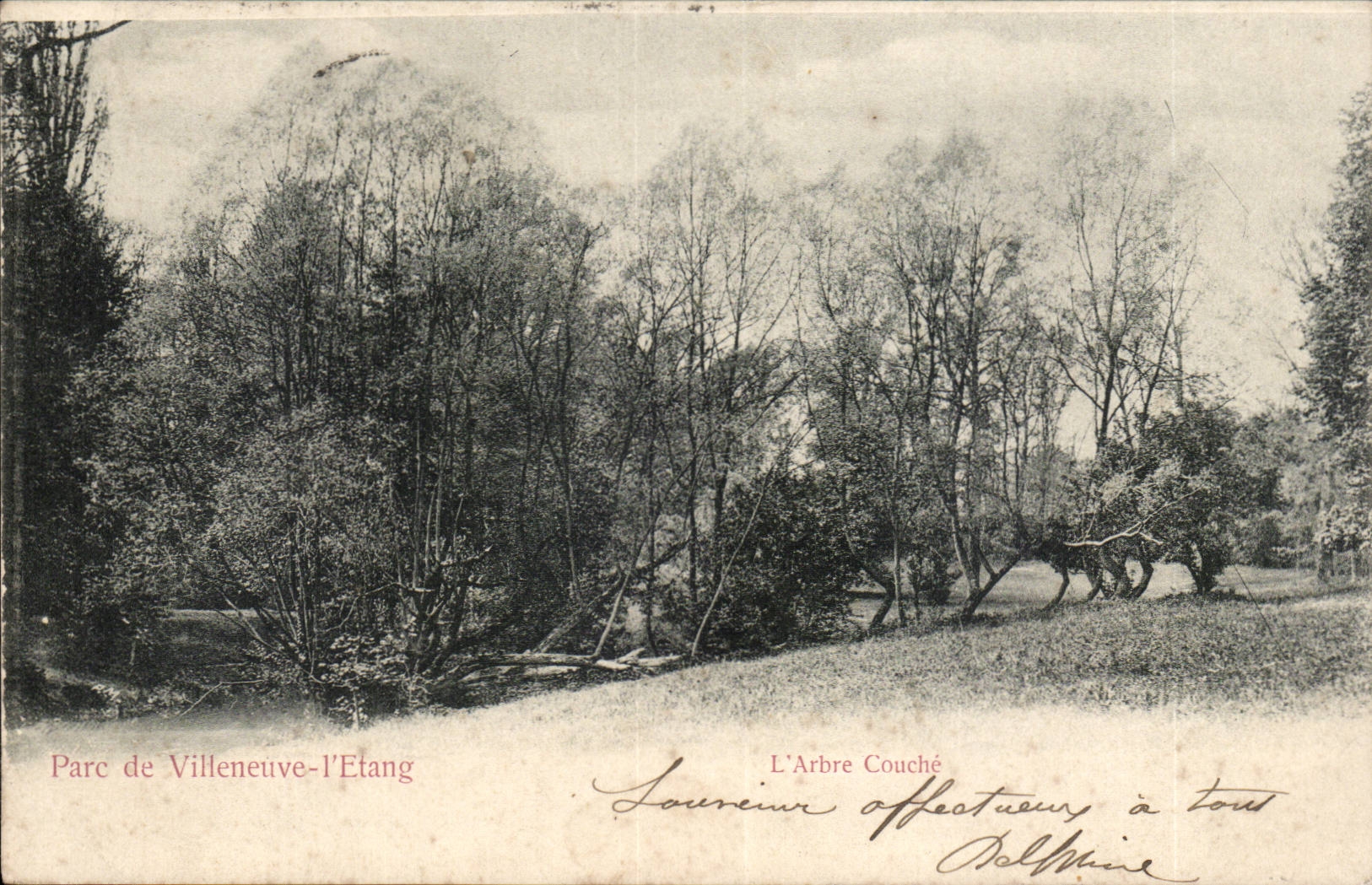 CPA Park of Villeneuve the pond the tree courche