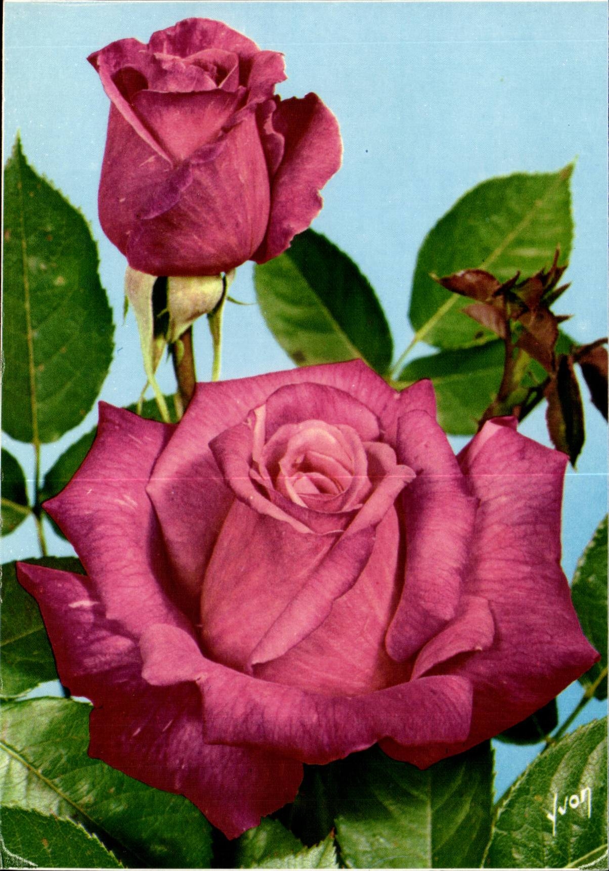 MODERNE KARTE Phantasie-Blume Stephanie von Monaco