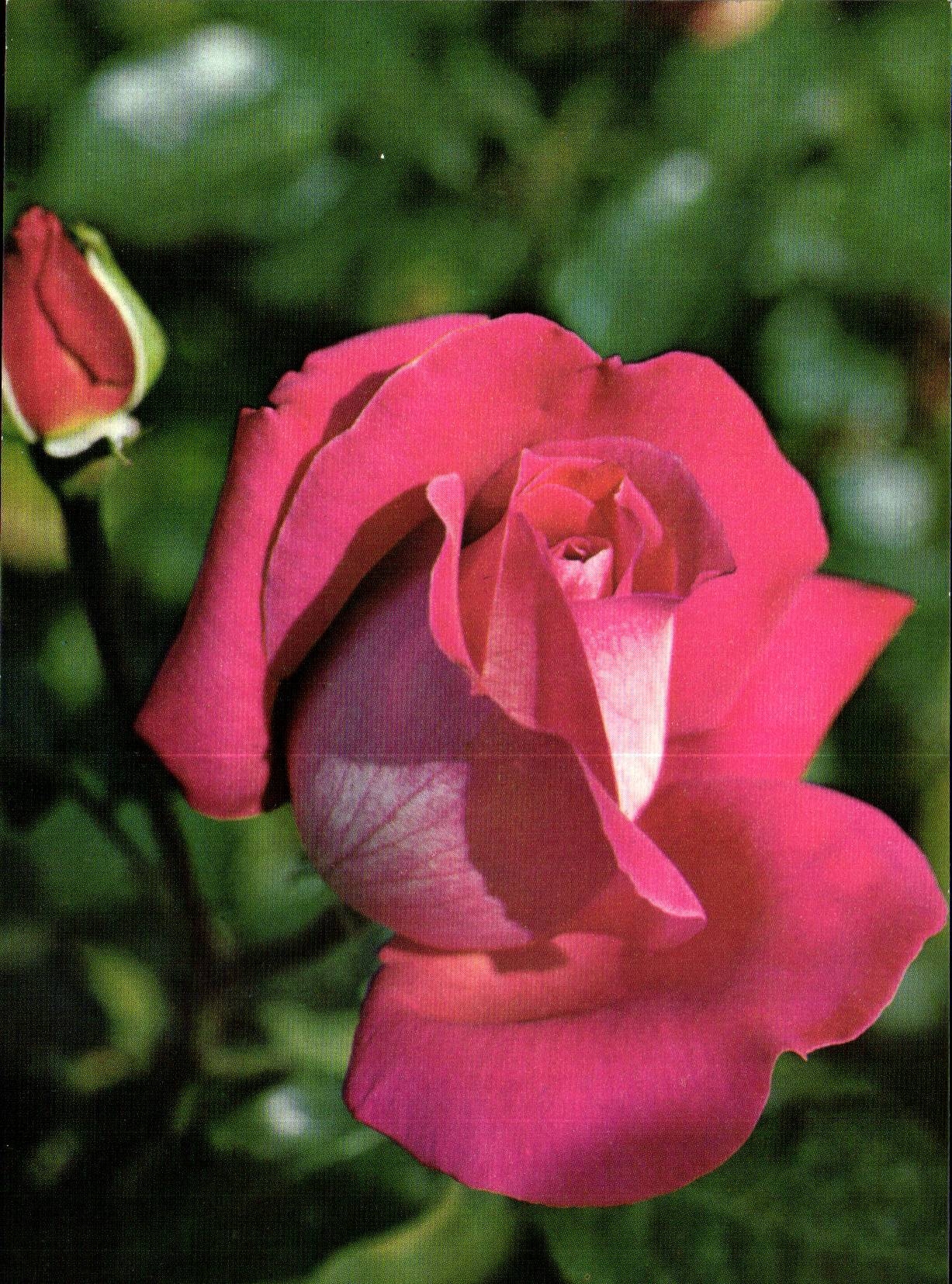 MODERNE KARTE Phantasie bluht Rosen