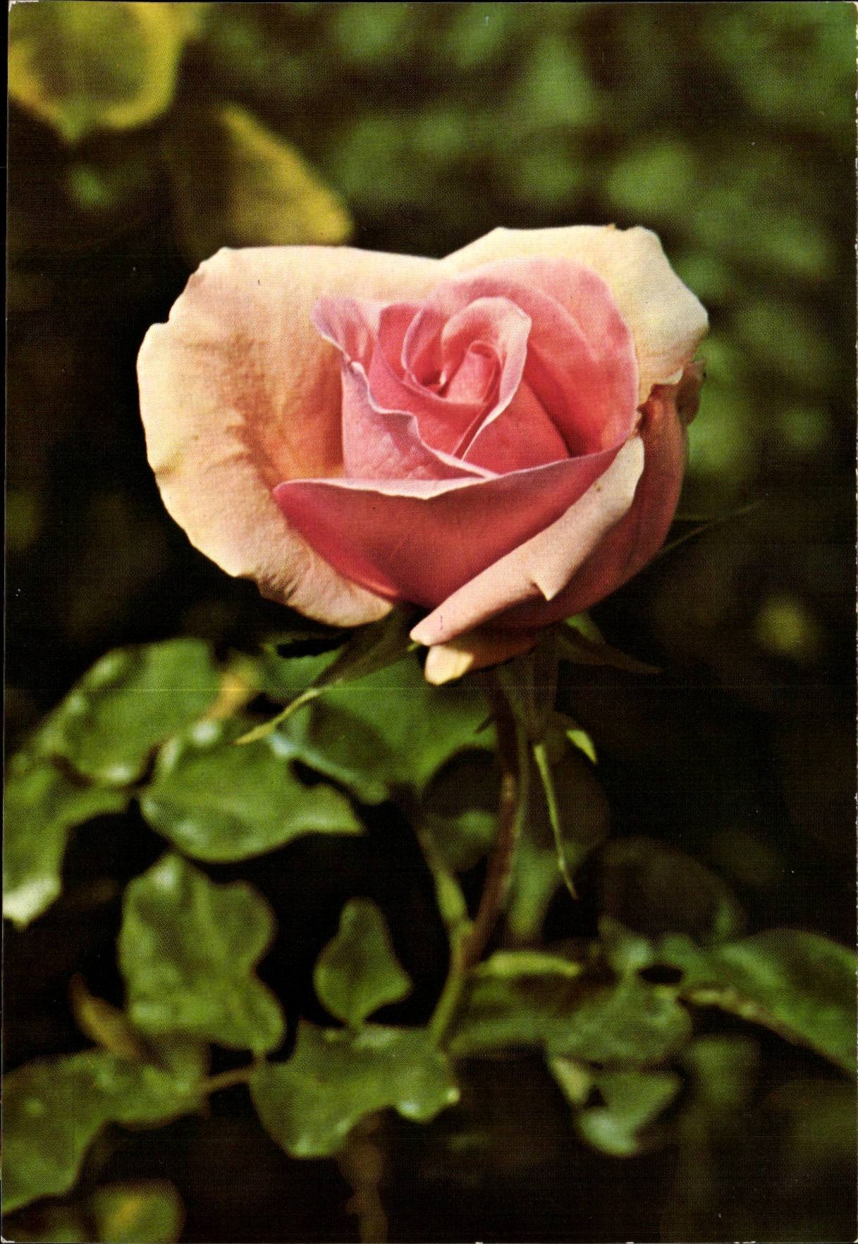 MODERNE KARTE Phantasie bluht Rosen