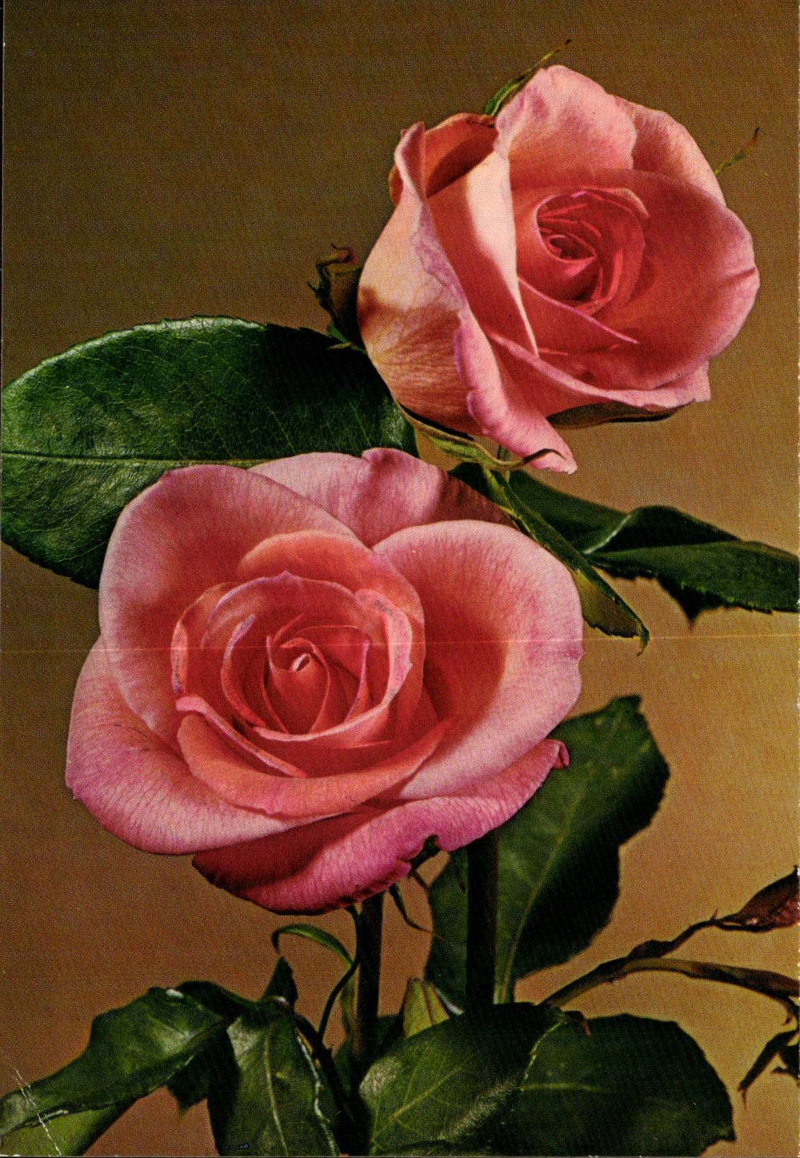 MODERNE KARTE Phantasie bluht Rosen