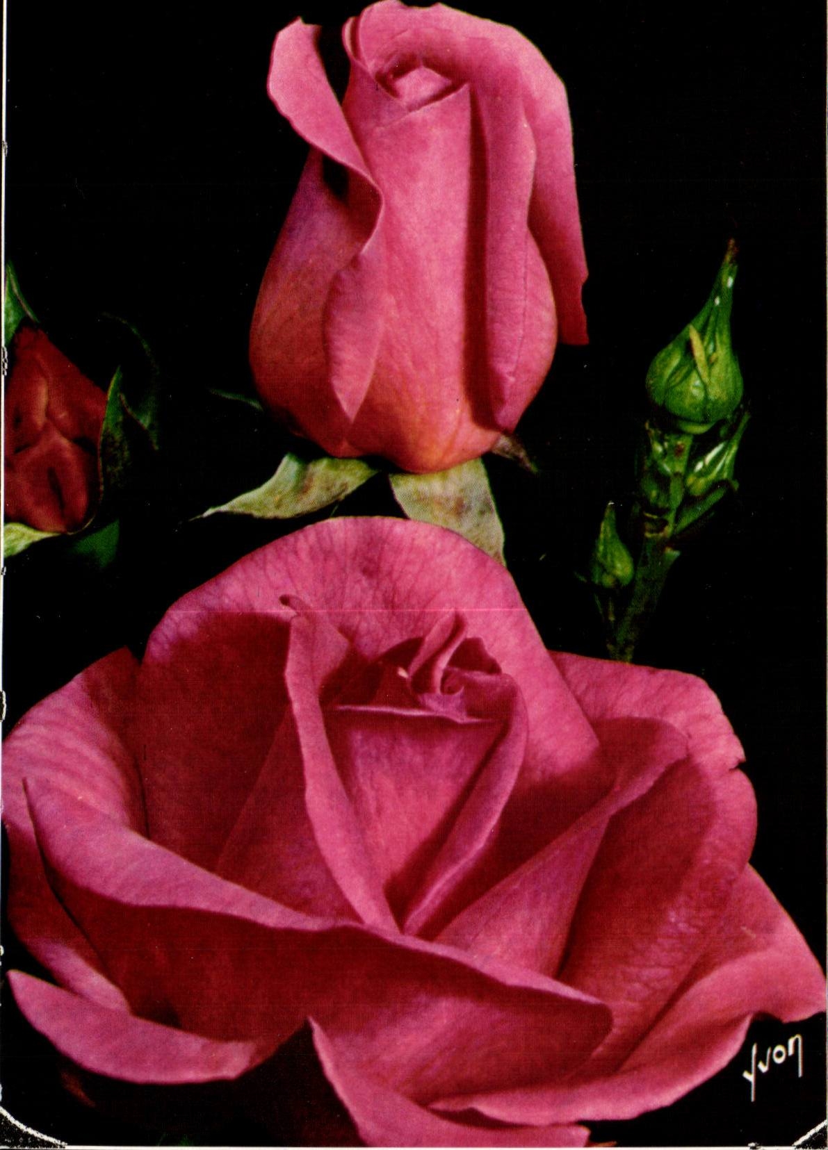 MODERNE KARTE Phantasie bluht grossen Preis (Delbard)