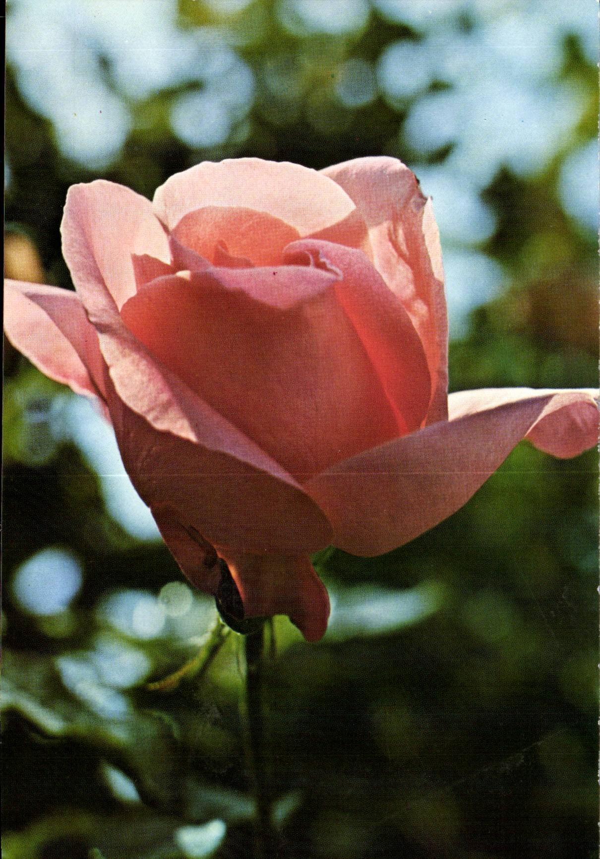 MODERNE KARTE Phantasie bluht Rosen