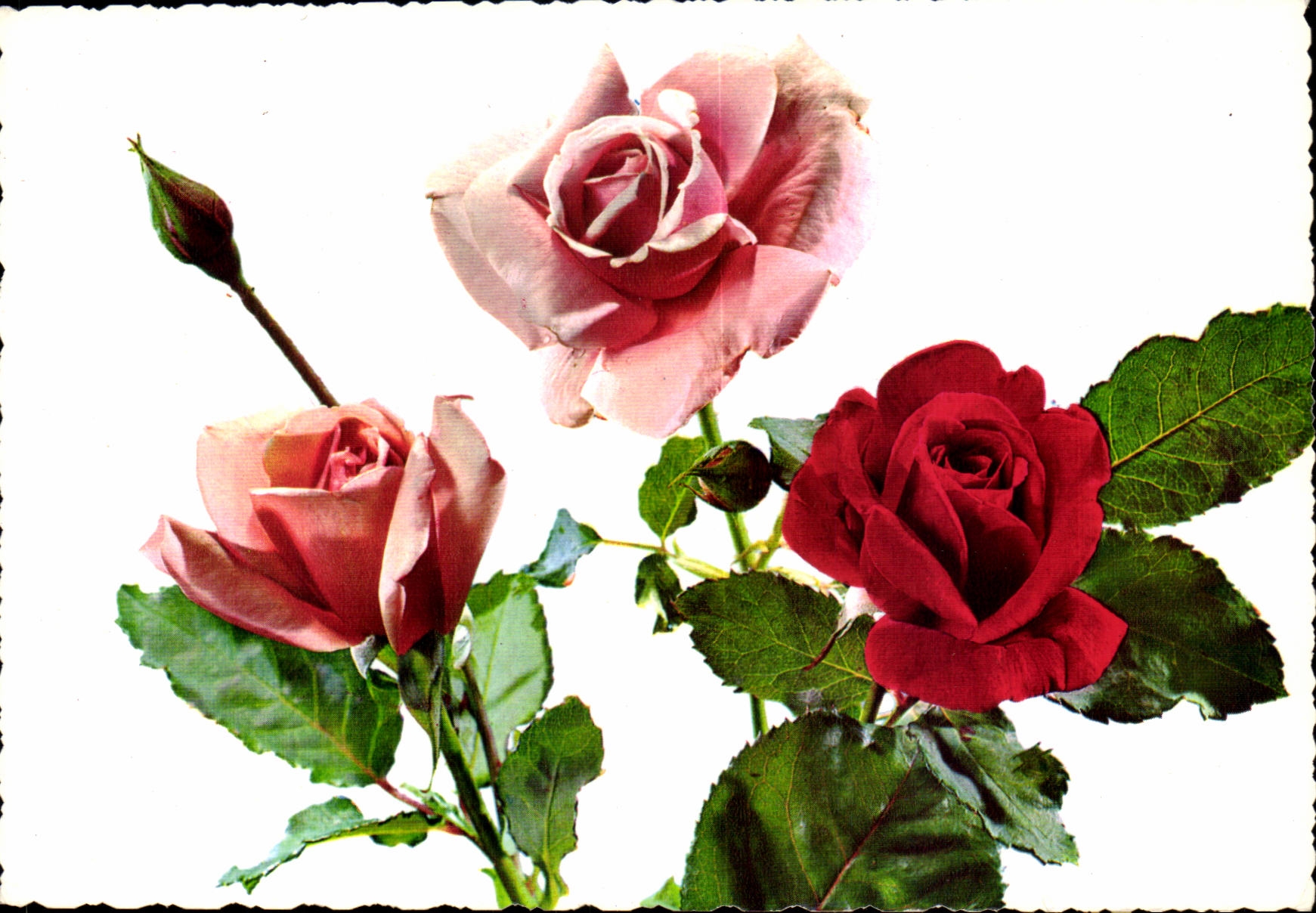 MODERNE KARTE Phantasie bluht Rosen