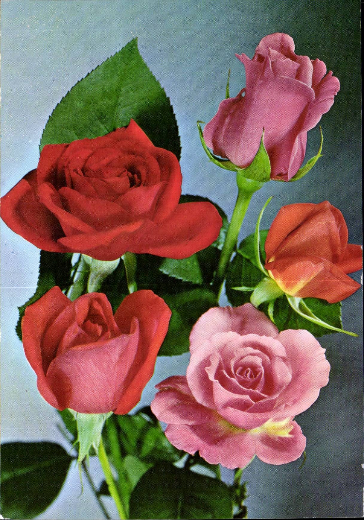 MODERNE KARTE Phantasie bluht Rosen