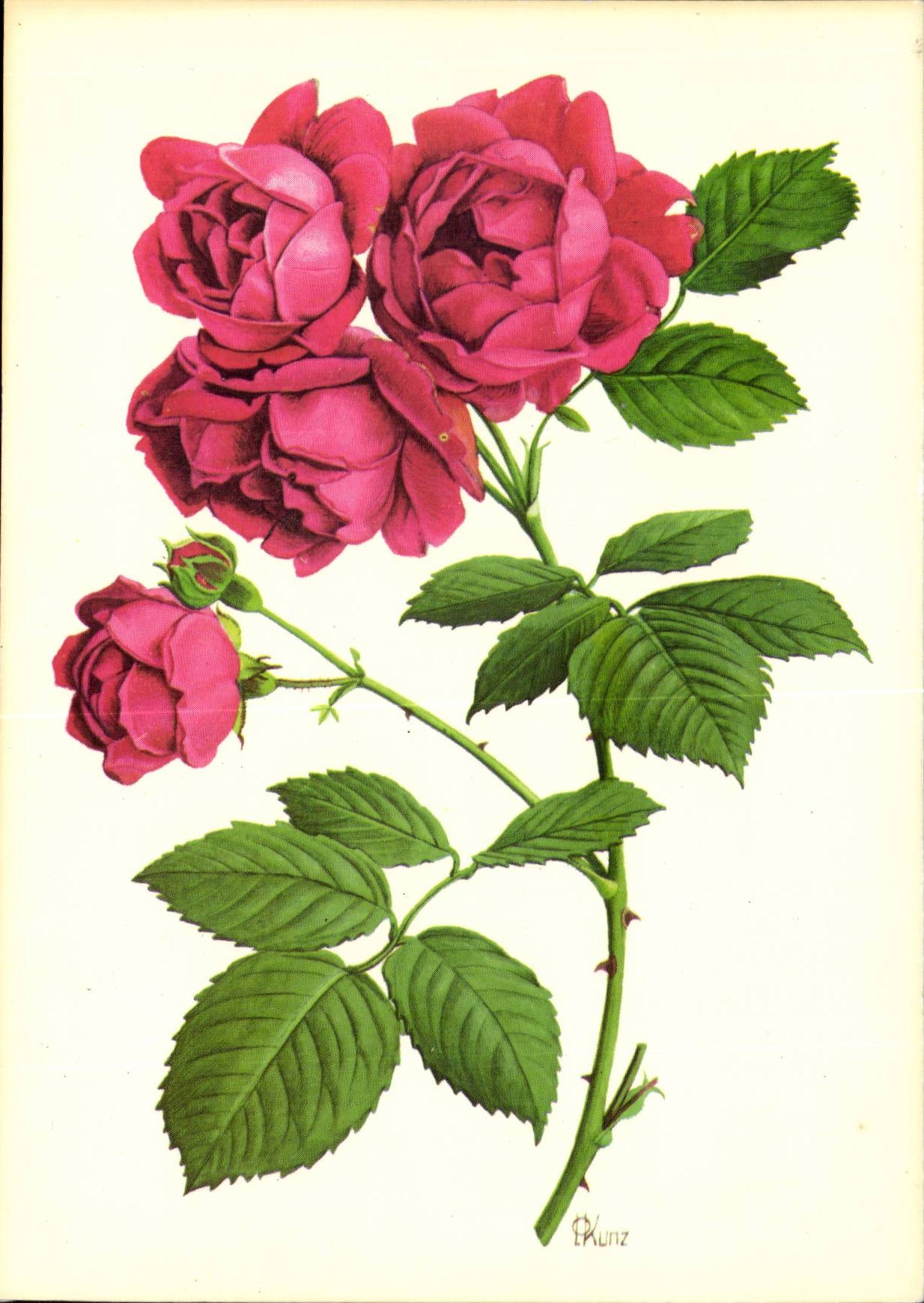 MODERNE KARTE Phantasie bluht Rosen