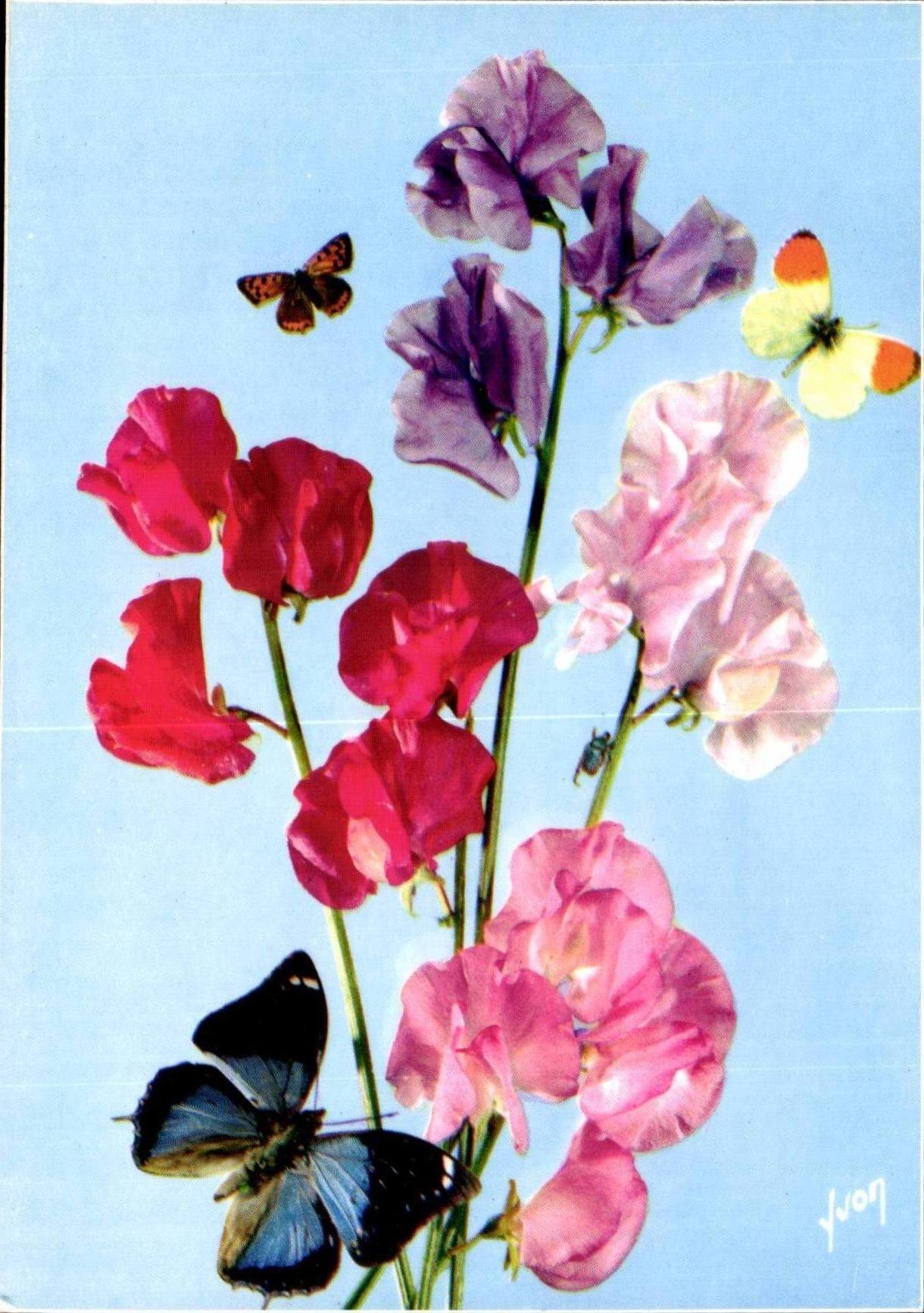 MODERNE KARTE Phantasie-Blumen