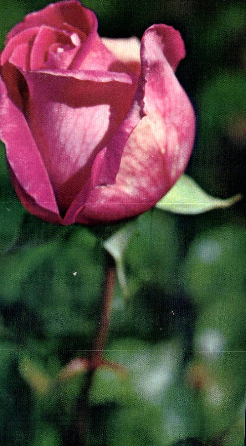 MODERNE KARTE Phantasie bluht Rosen