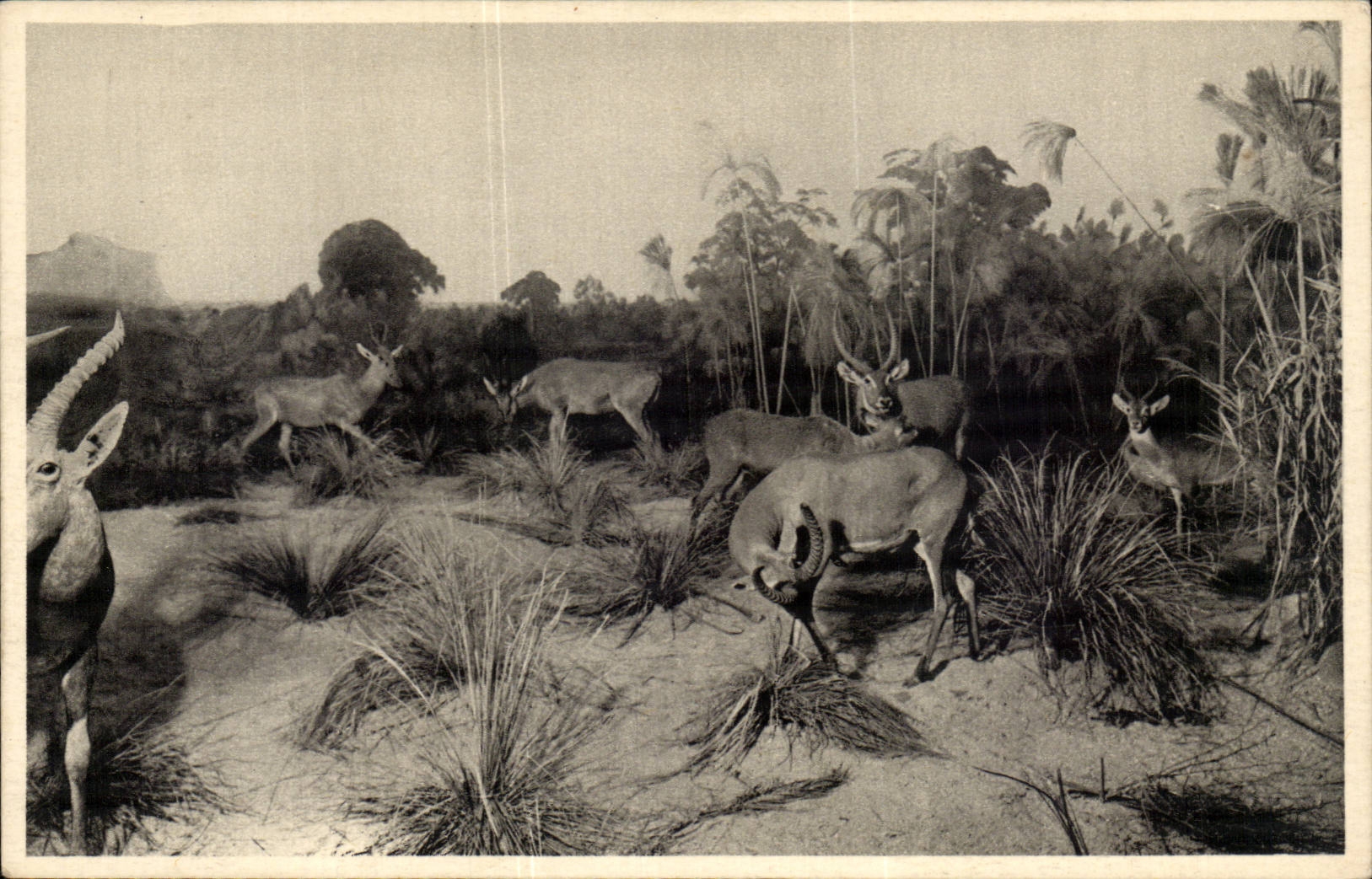 CPA Galleries of the duke of Orleans (hinds)