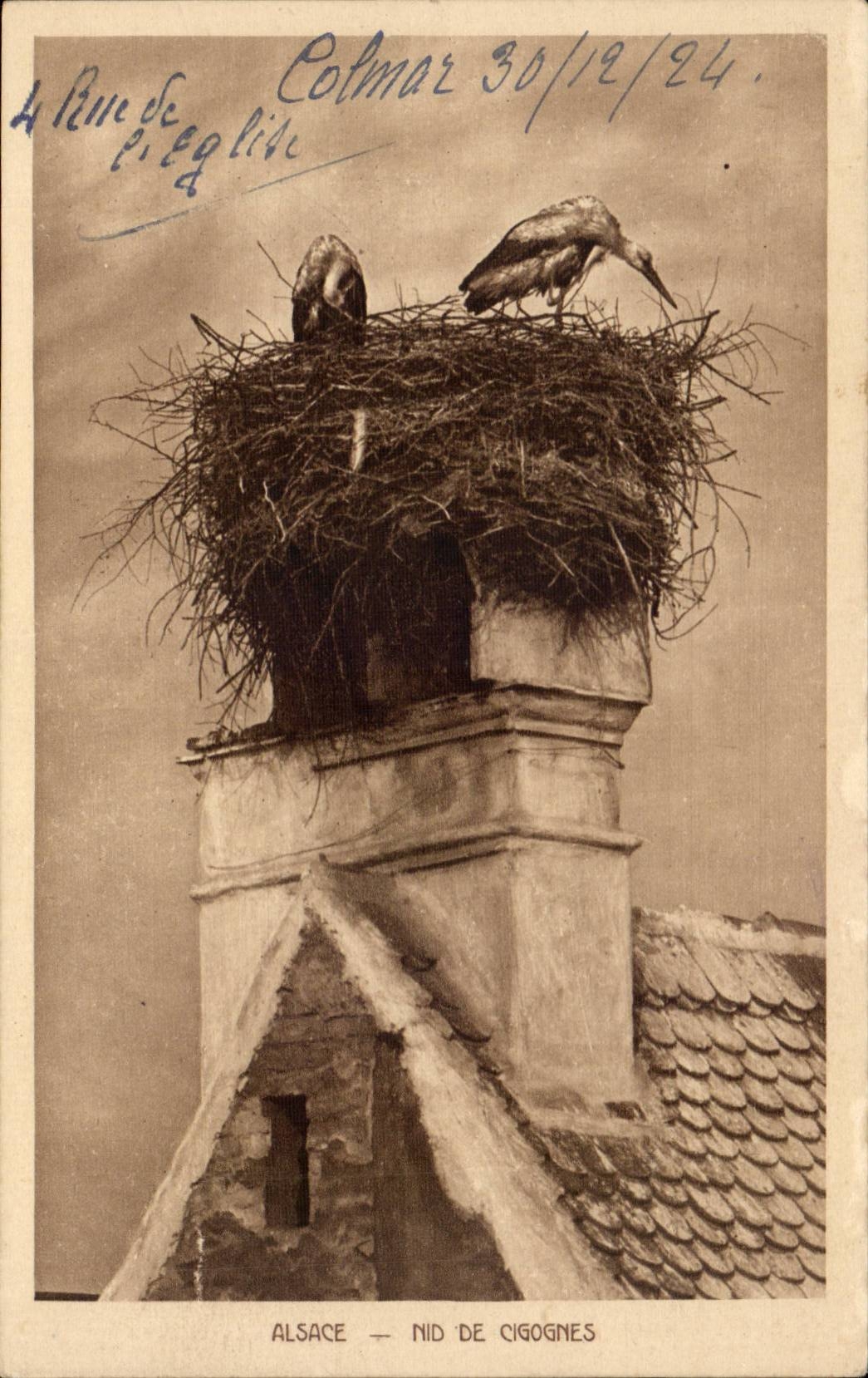 Alsace CPA Nest of storks (Colmar)