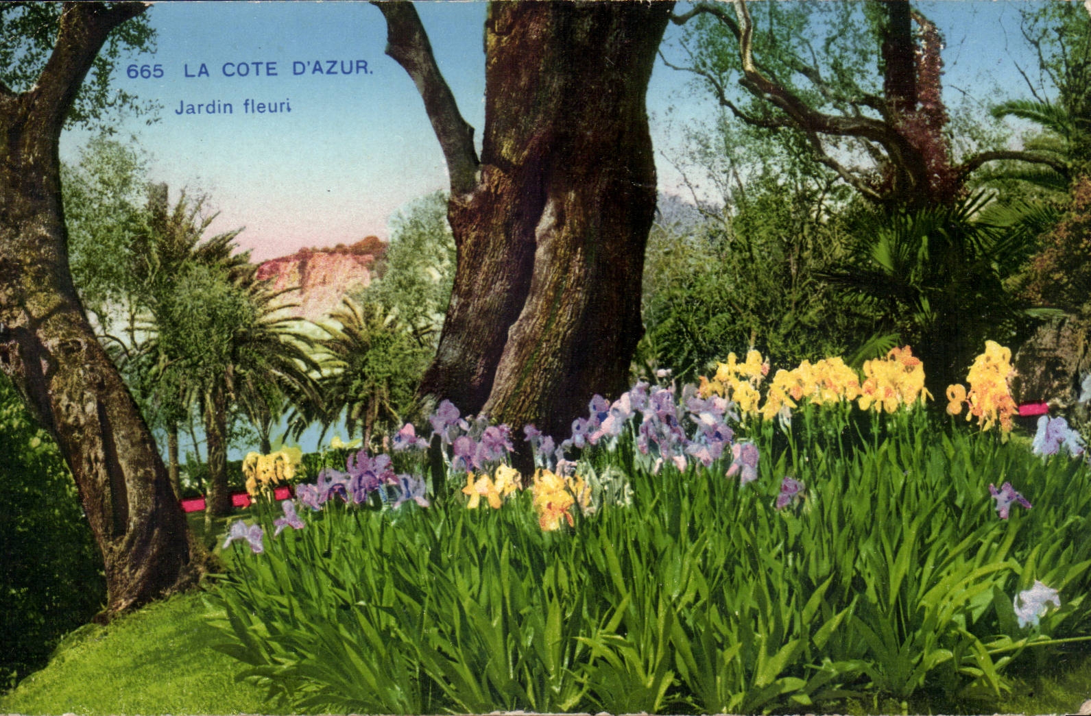 Mass azurblaues cPA bluhte Jardin