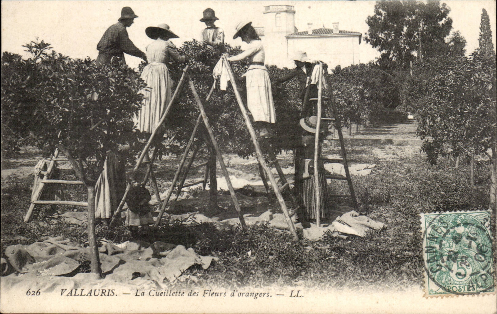 Vallauris CPA the gathering of the flowers of orange trees TOP