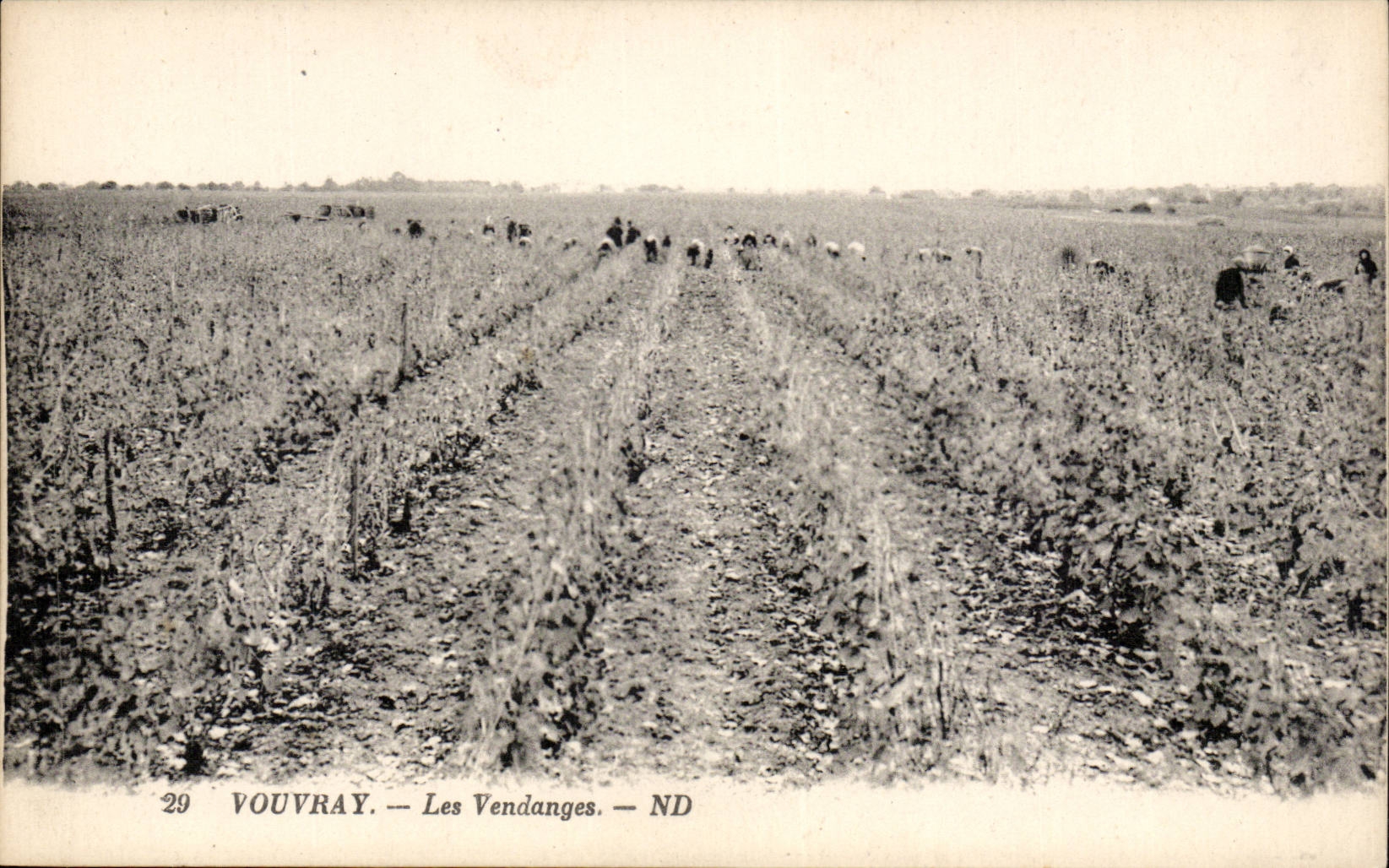 Vouvray - Les Vendages - CPA 