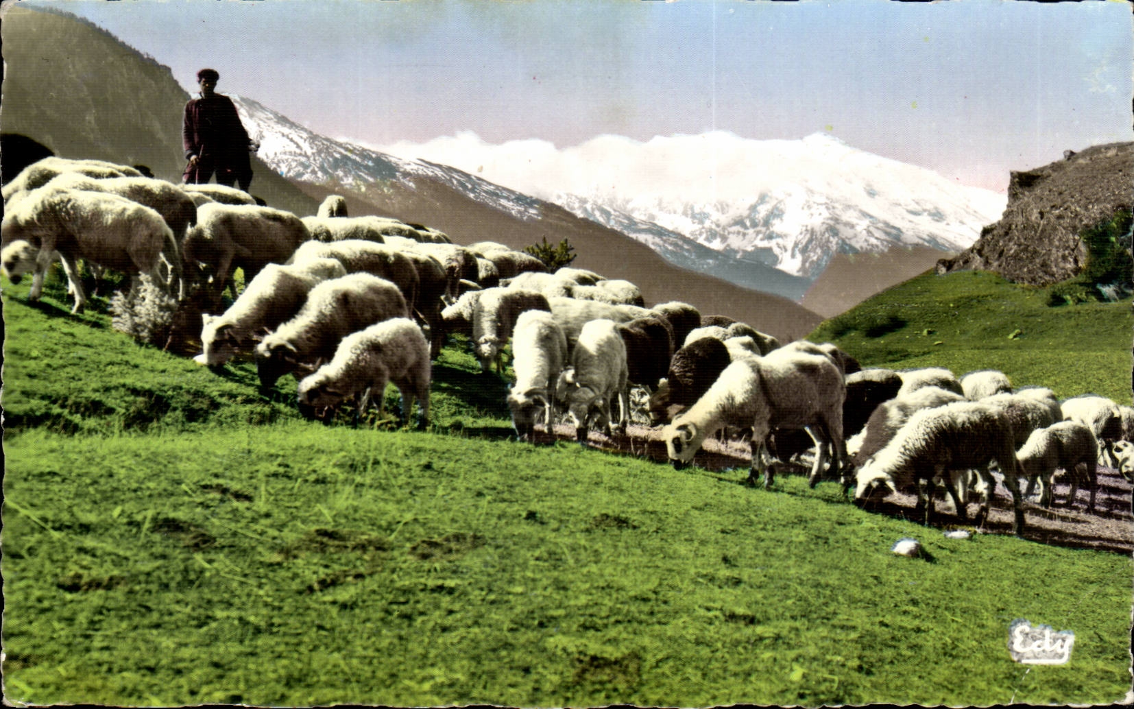 MODERN CARD hosts of our mountains Sheep to the pasture within a ravissant framework