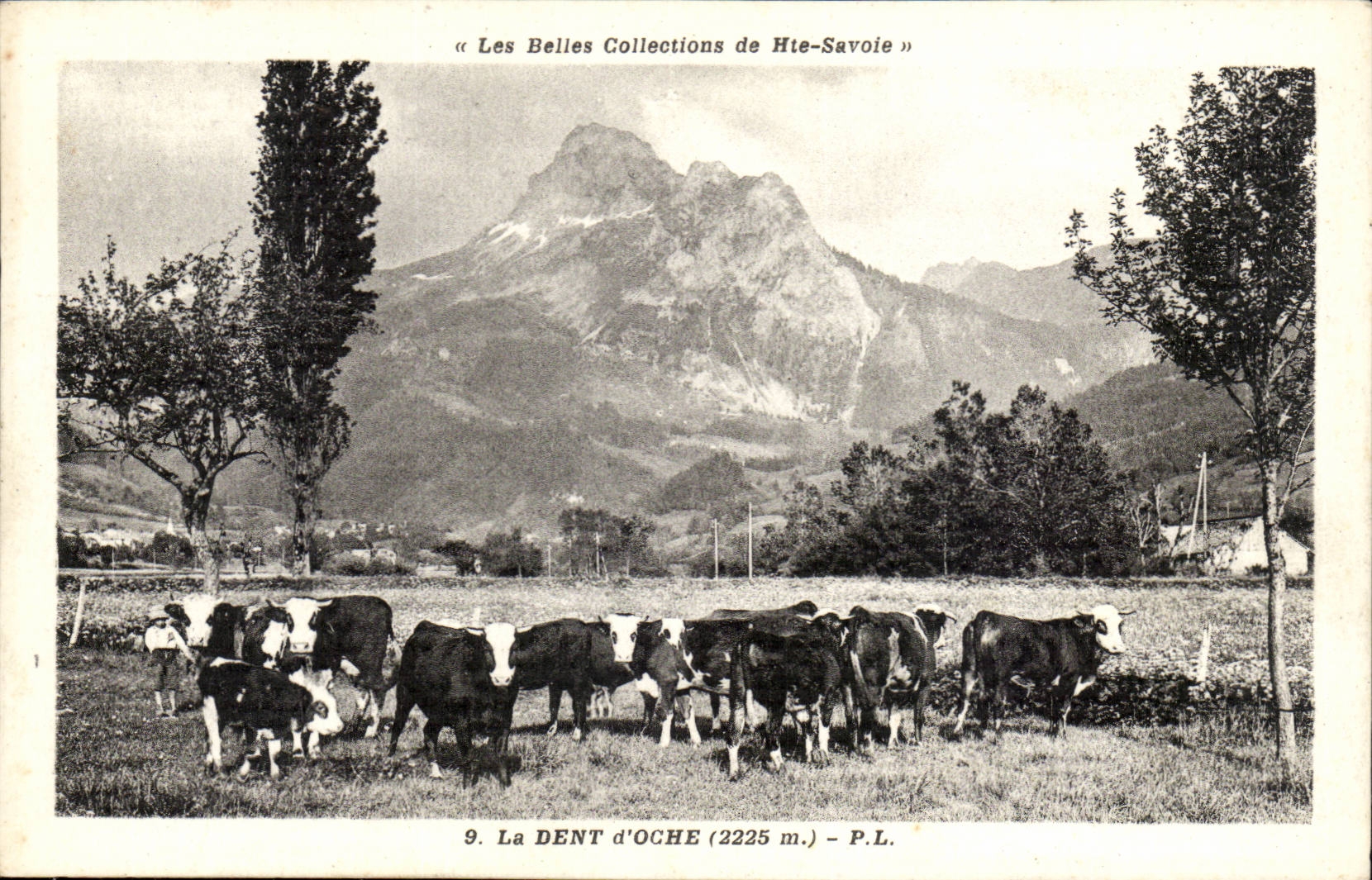 CPA beautiful colelctions of High Saboie the Ocher tooth (cows)