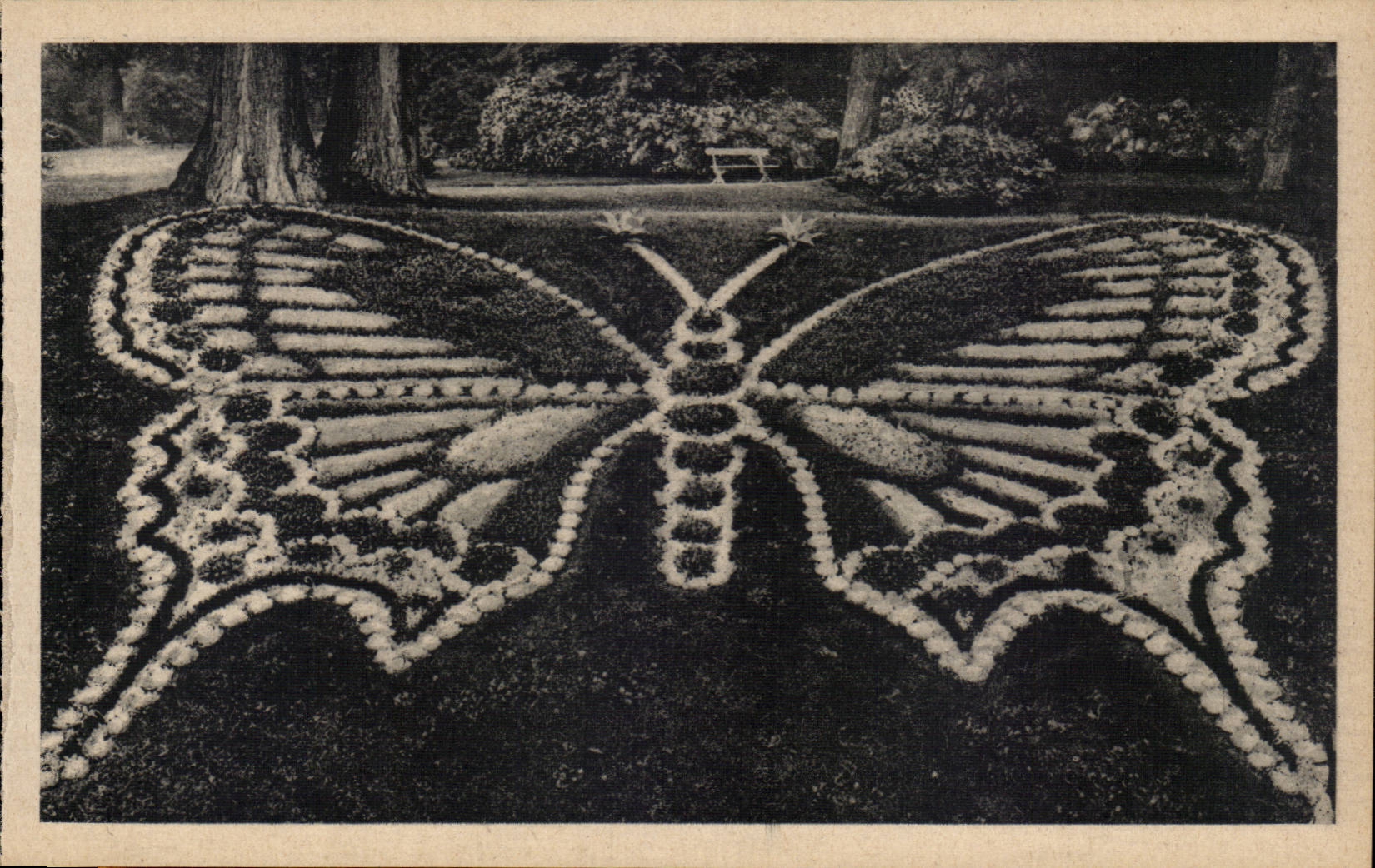 Rouen CPA the butterfly of the botanical garden (butterfly)