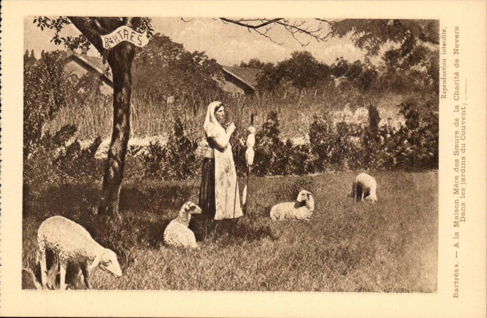 CPA Nevers At the head office of the sisters of Batres charity In the gardens of the convent (sheep)