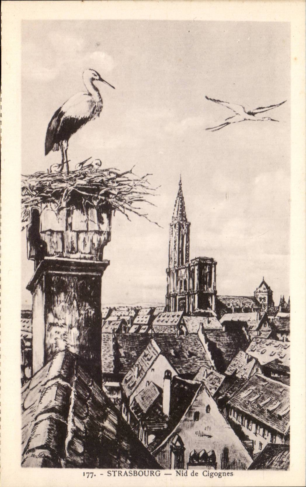 Strasbourg CPA Nest of storks