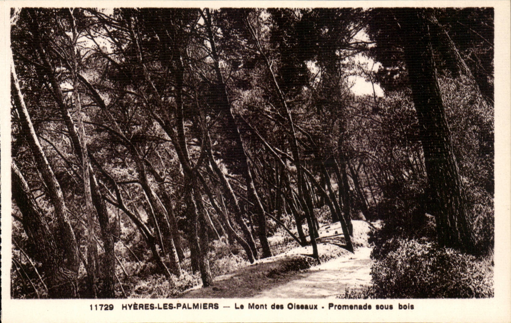 Hyeres Palmen - die Einfassung der Vogel - gehen unter Holz CPA