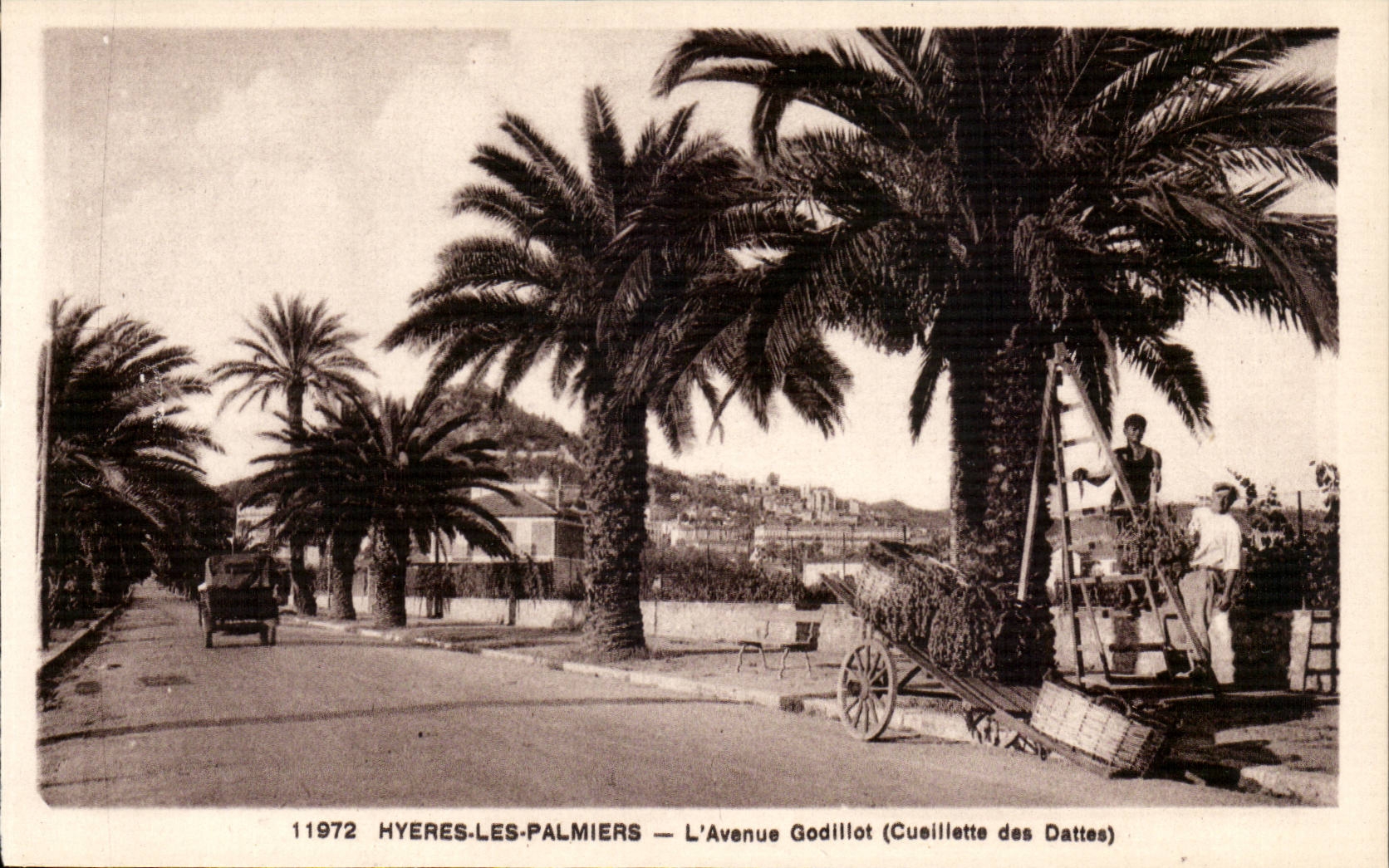 Hyeres Palmen - die Godillot Allee - Versammlungen der Daten CPA