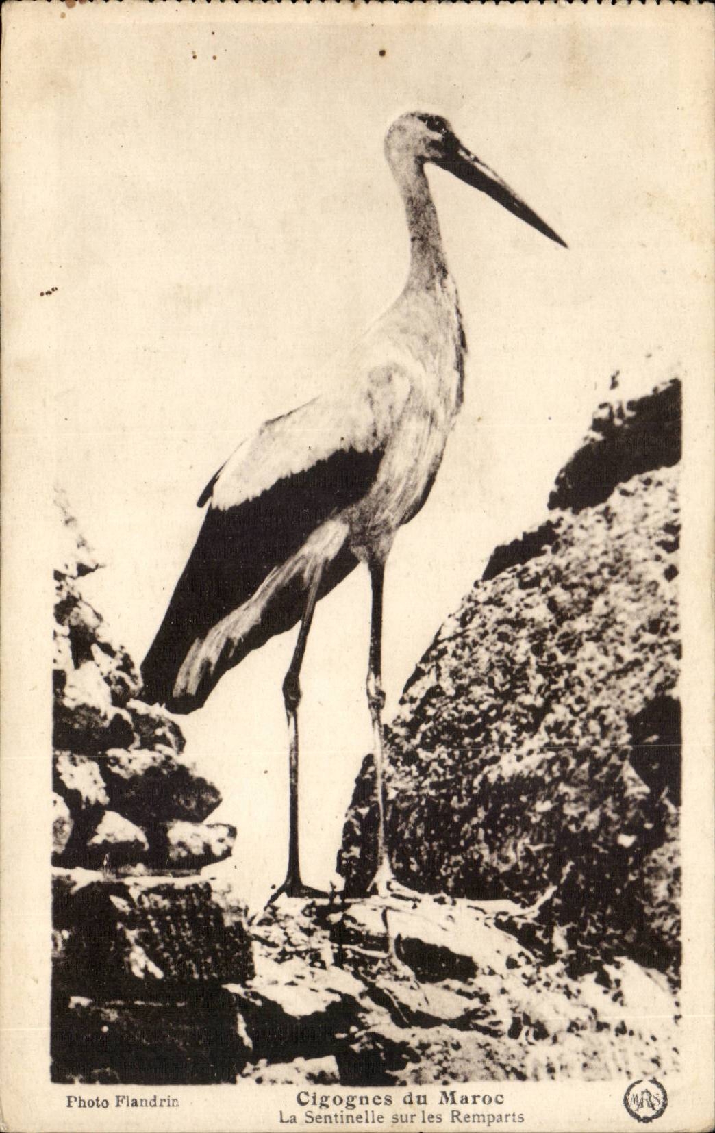 Marokko - Afrika - Afrika - Cygognes von Marokko - Wachposten auf den Wanden - Vogel - CPA