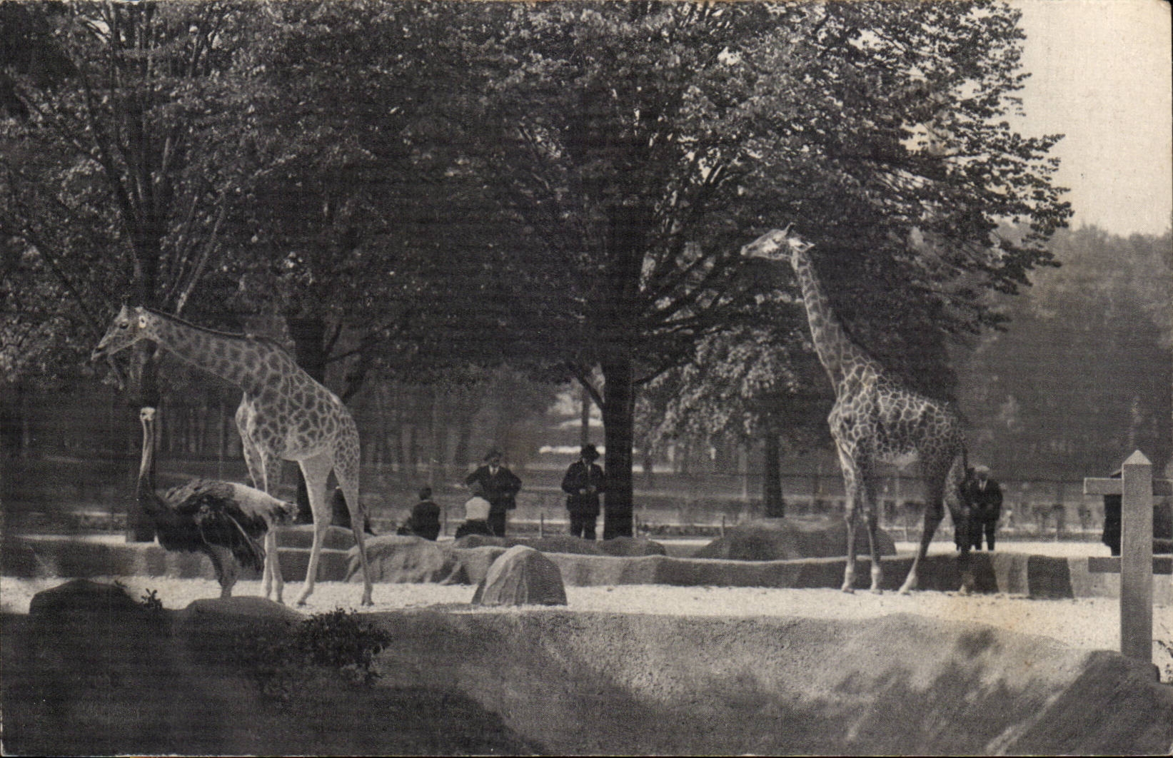 Paris - 12 - Paris Zoologique - Bois de Vincennes - National d'Histoire Naturelle - CPA
