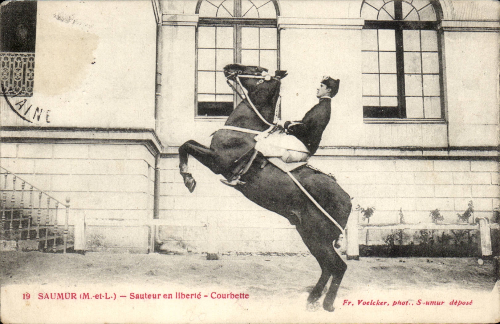 Jumping Saumur CPA in freedom Courbette (riding horse hippism)