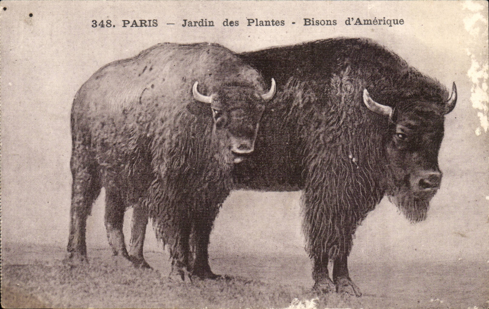 Paris - 5 - Botanical garden - Bison of America - Buffalo CPA