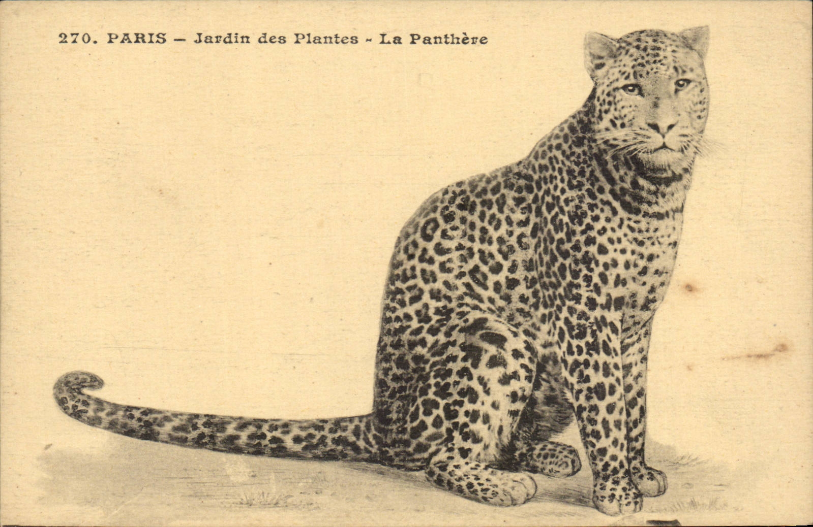 Paris 5 - Botanical garden - the Panther - Panther - Cat - Cat - CPA