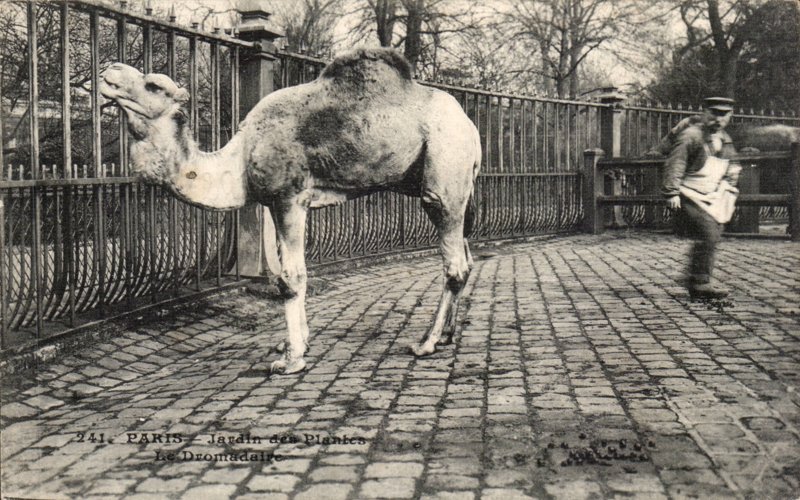 Paris 5 - Botanical garden - the Dromedary - Camel - Camel - CPA