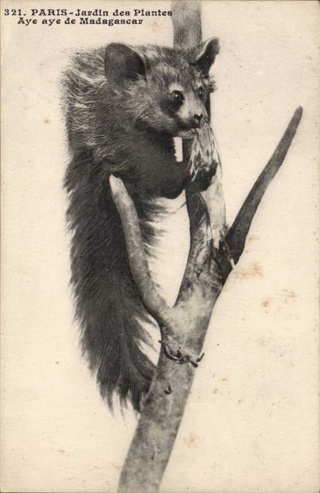 Paris 5 - Botanical garden - Aye Aye of Madagascar - CPA