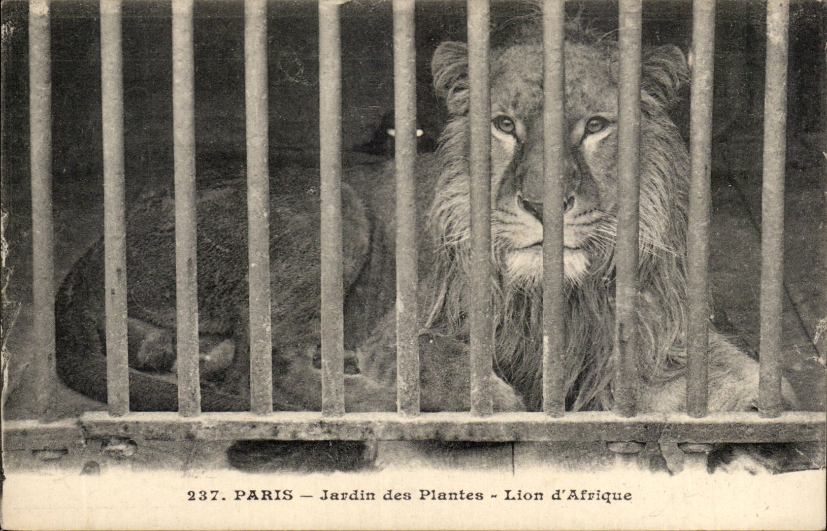 Paris - 5 - Botanical garden - Lion of Africa - CPA