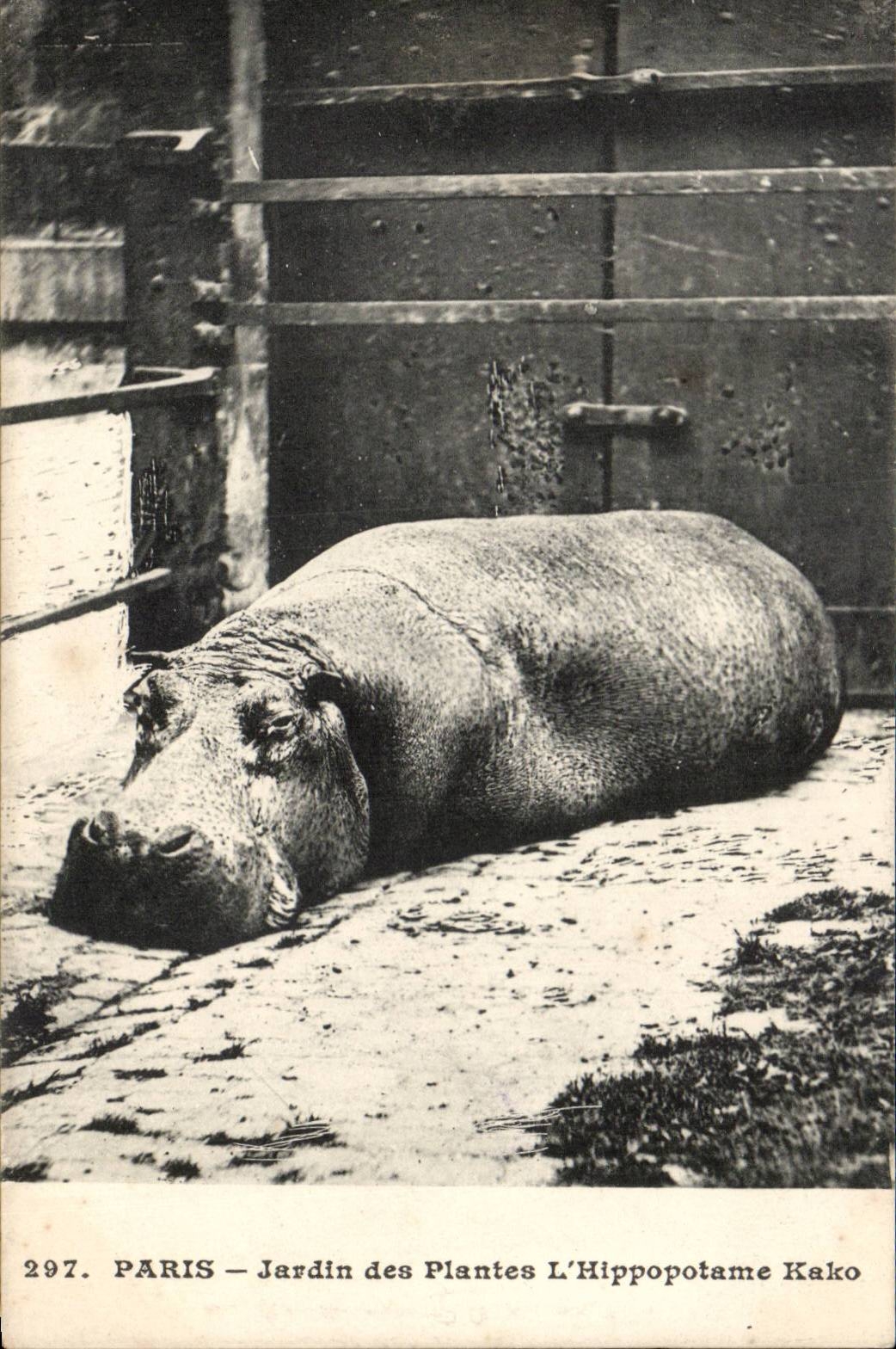 Paris - 5 - Botanical garden - the Kako Hippopotamus - CPA