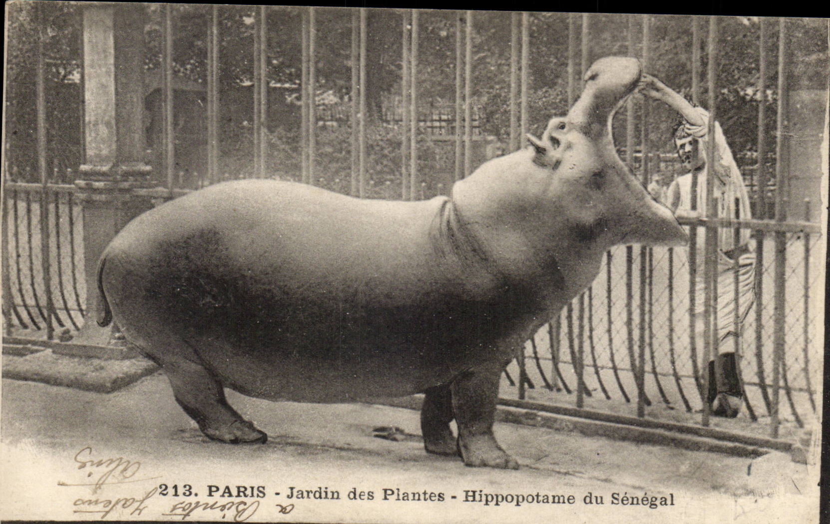 Paris - 5 - Botanical garden - Hippopotamus of Senegal - CPA