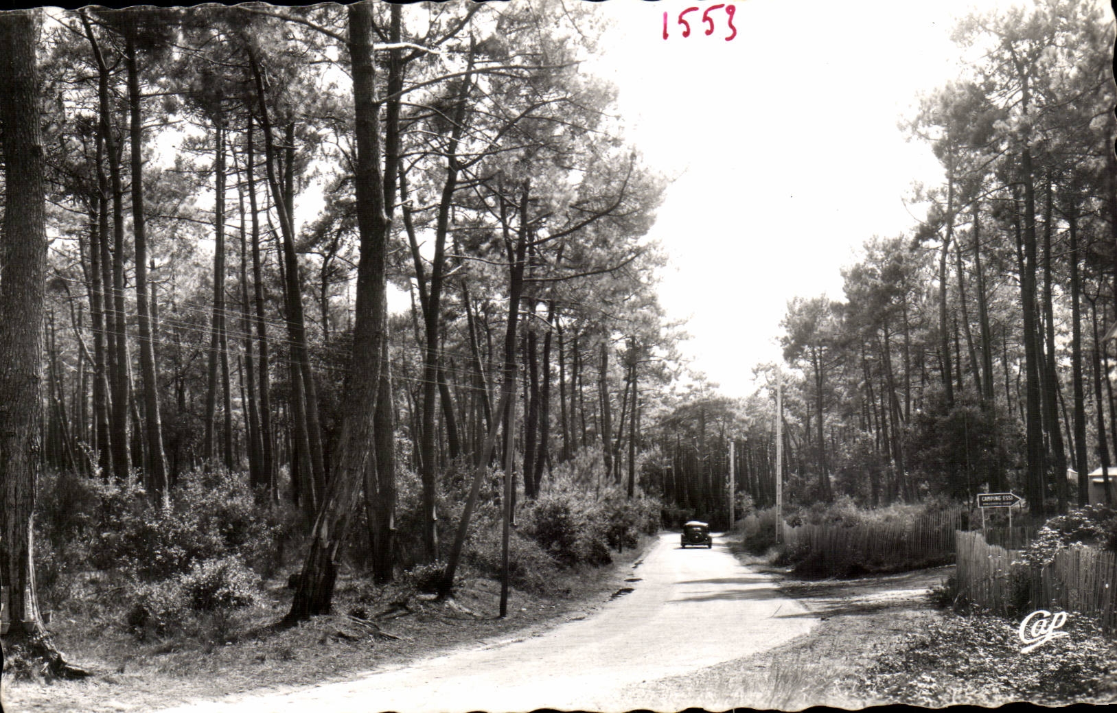 Island of oleron CPA Road out of drill of pines