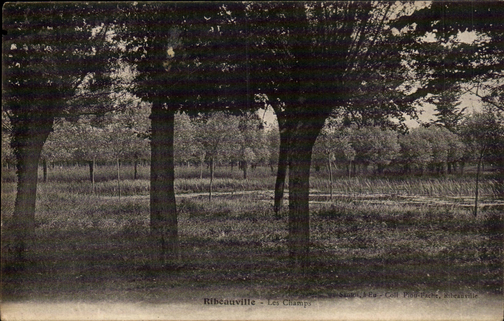 Ribeauville CPA fields