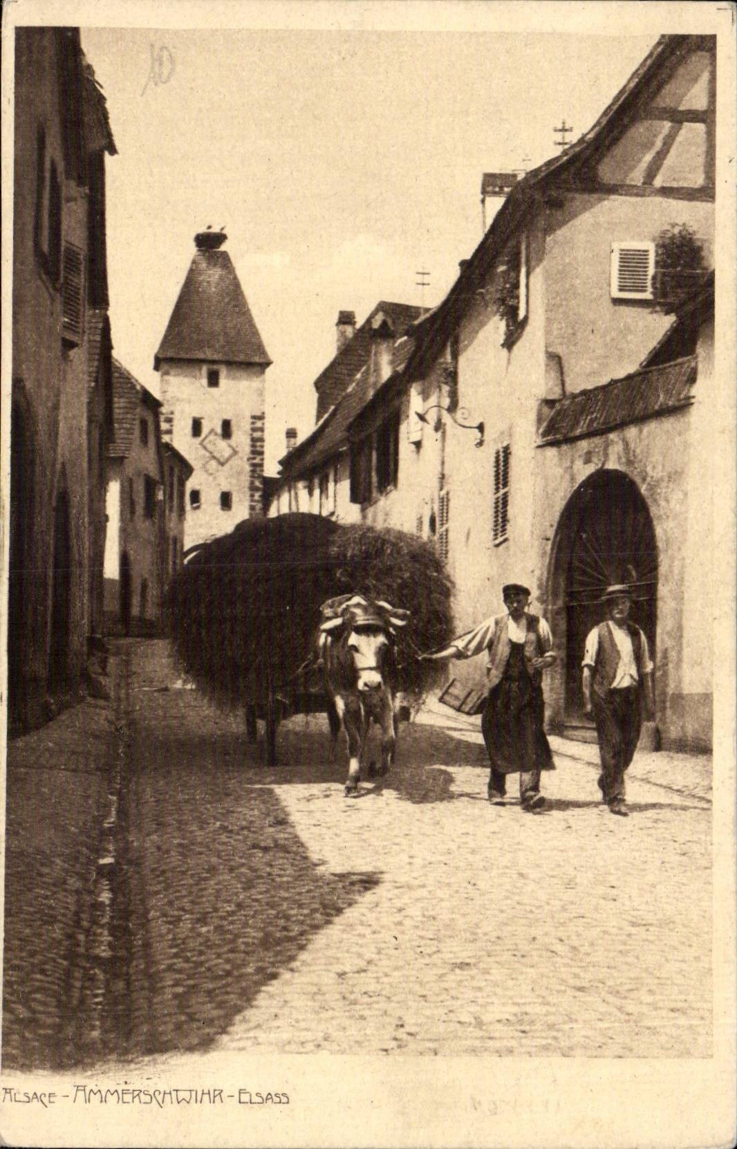 Ammerschwihr CPA Coach of oxen