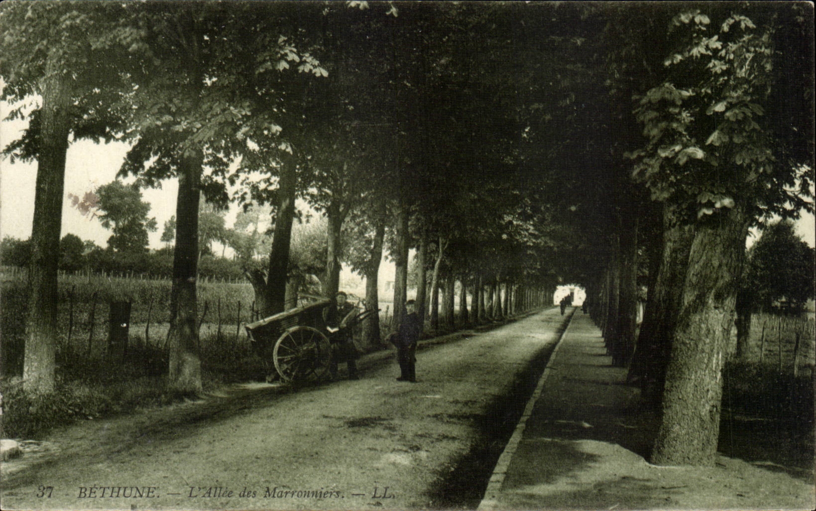 Bethune - Allee of the Chestnut trees - Chesnut Trees - CPA