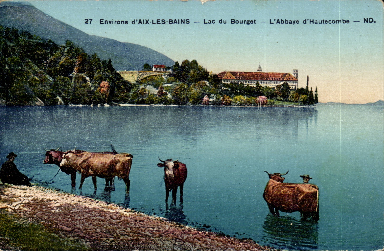 Aix les Bains - Lake of Le Bourget - Hautecombe Abbey - cow - cow - CPA