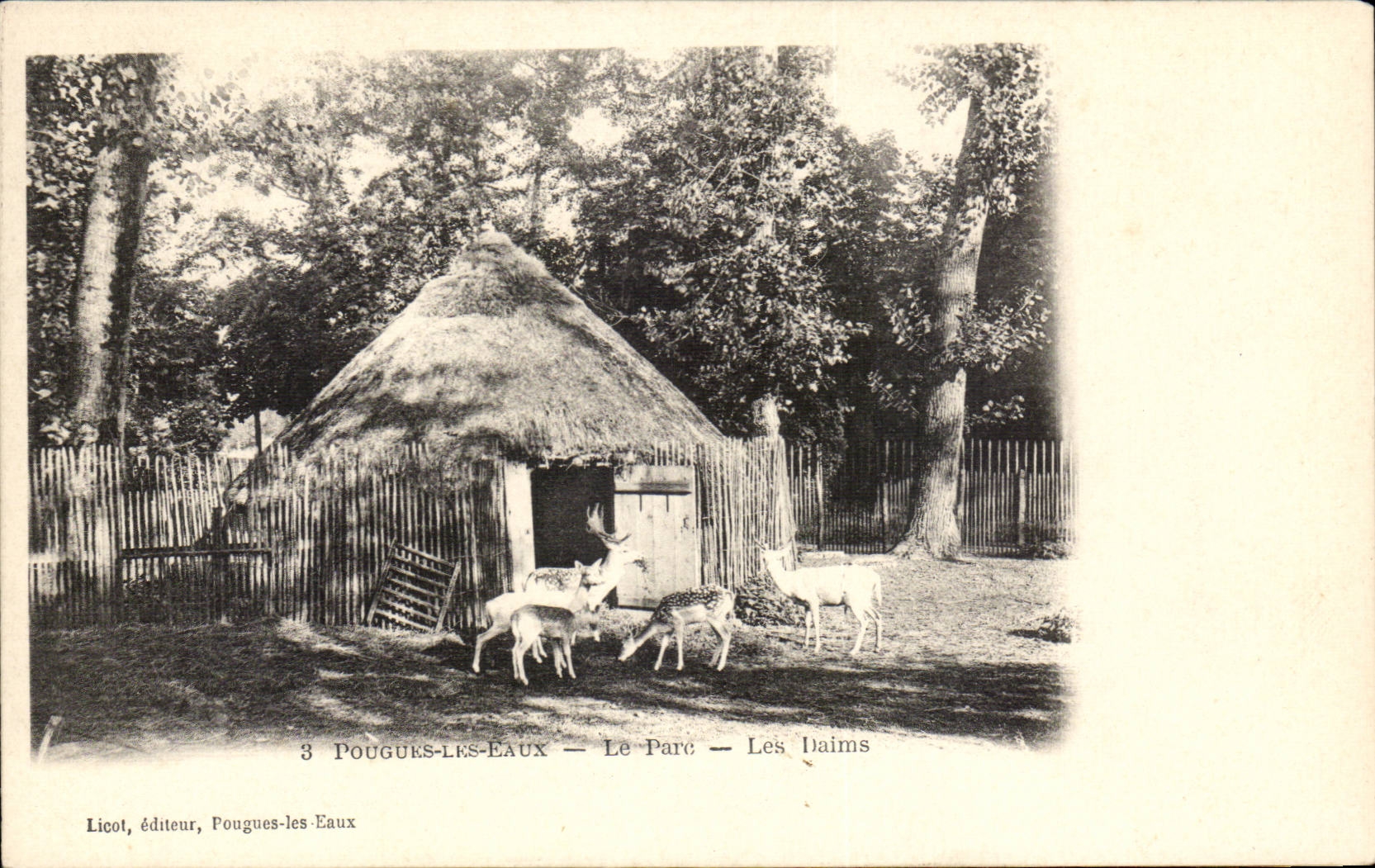 Pougues Water - the Park - Deer - deer - CPA