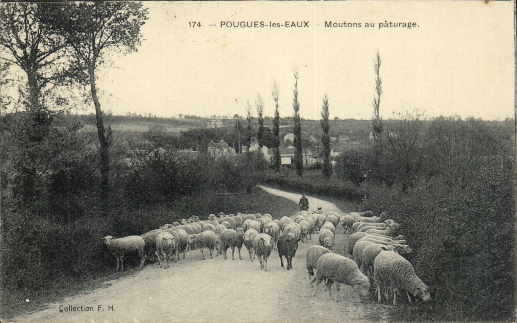 Pougues Water - Sheep with the Pasture - sheep - CPA