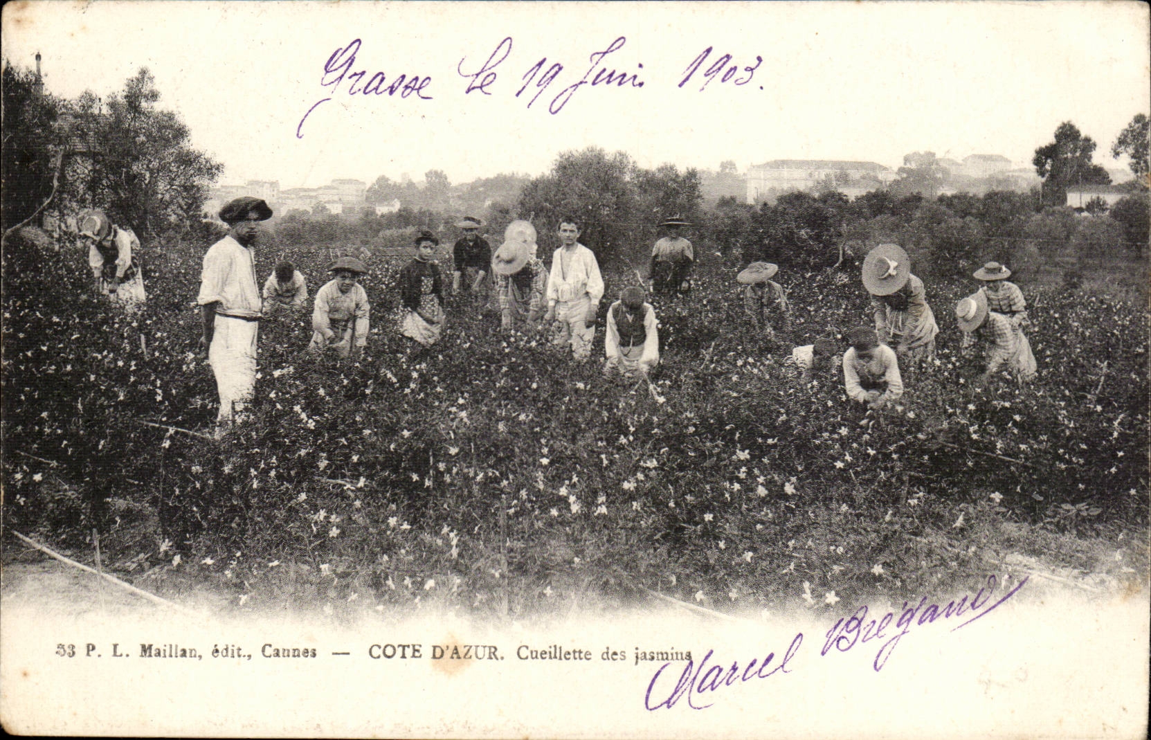 Fetthaltige - Mass des Azurblaus - Versammlung der Jasmine - CPA TOP