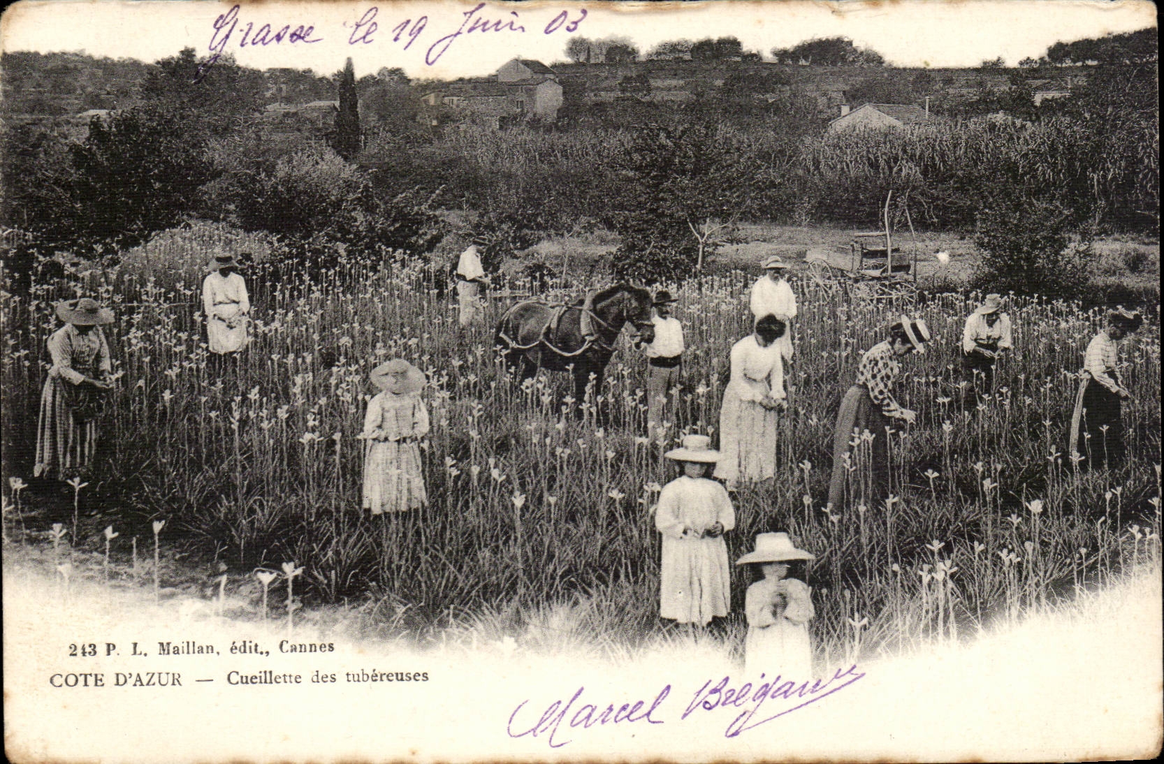 Fetthaltige - Mass des Azurblaus - Versammlung der Tuberoses - Kind - CPA TOP