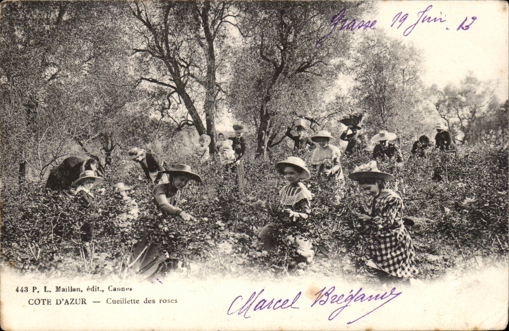 Fetthaltige - Mass des Azurblaus - Versammlung der Rosen - CPA