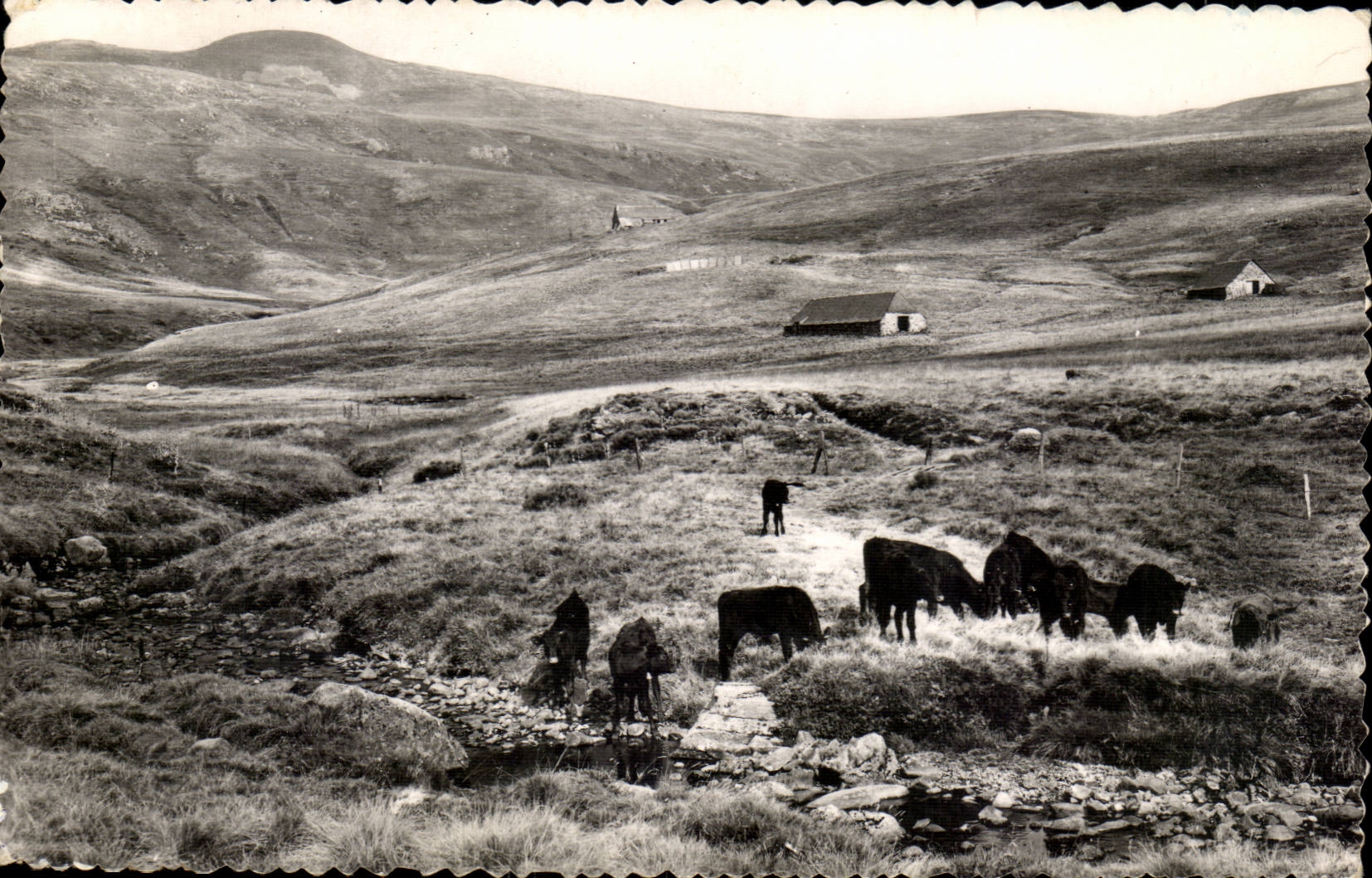 MODERN CARD the lead of the Cantal 'alt 1887m) a pasture (cows)