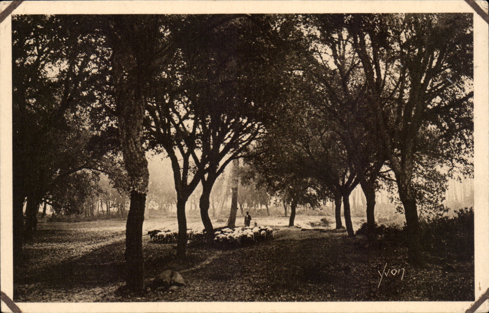 Moors CPA the oaks lieges