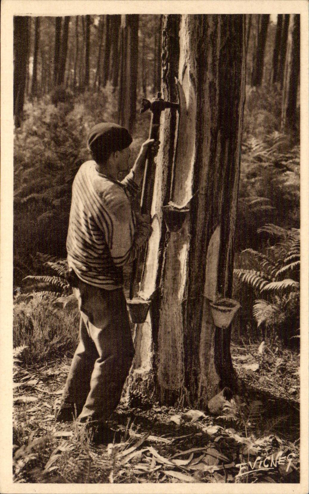 Landscape landais CPA a gemmor who makes the notch of or will run the resin