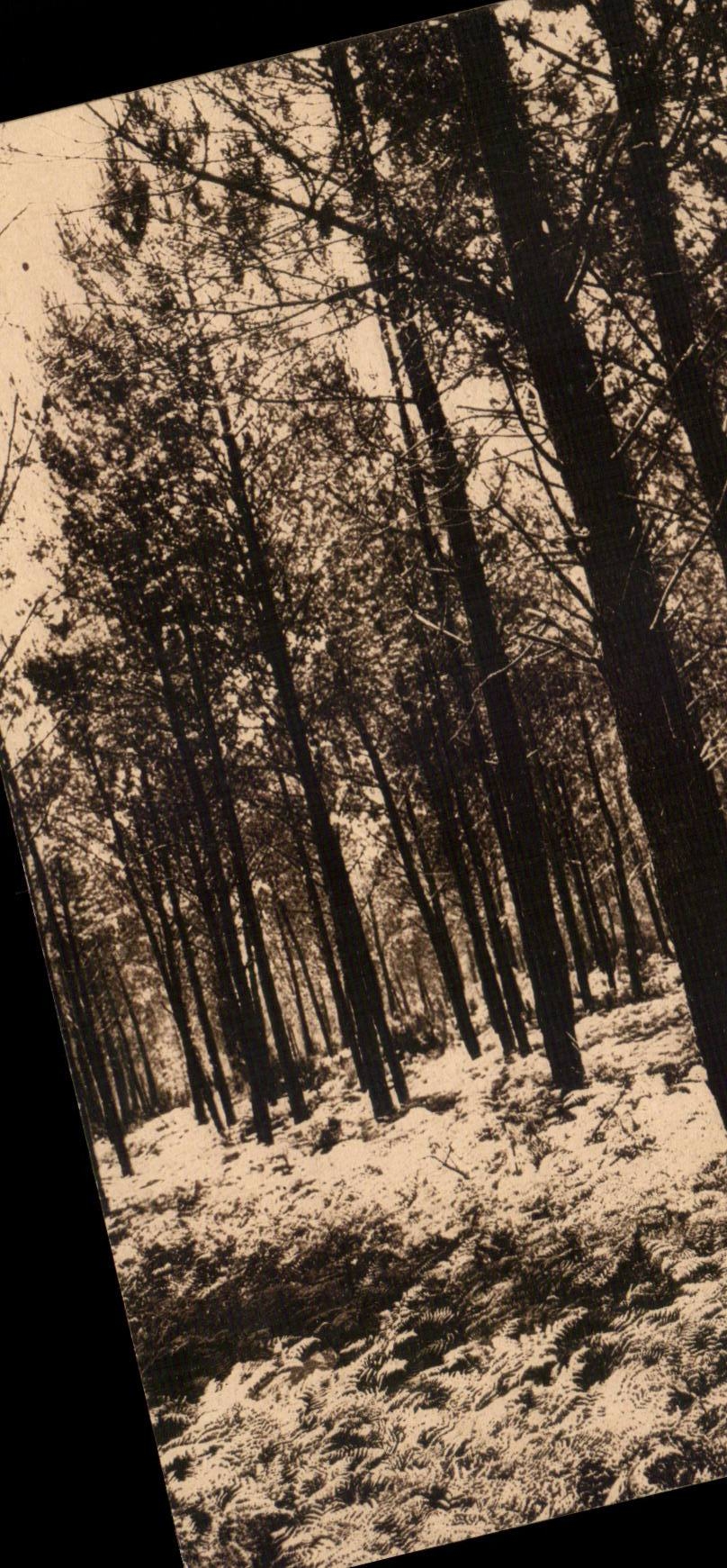 Moors of GAscogne CPA ferns the summer