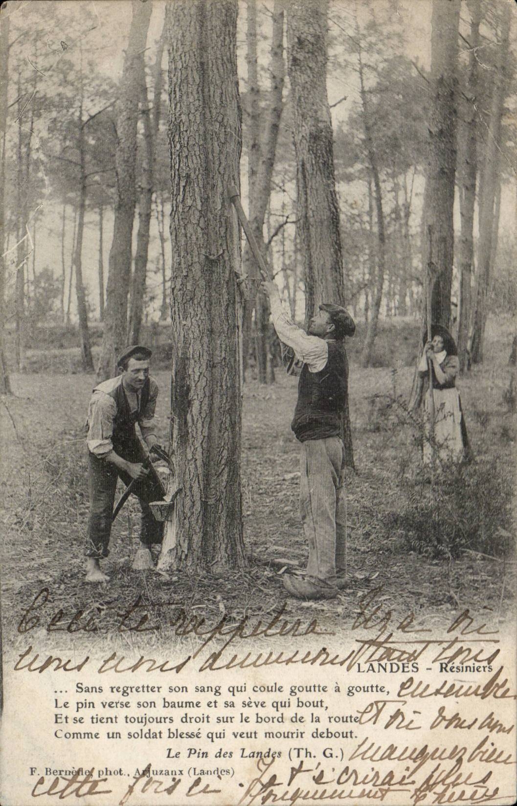 CPA Moors the pine of the Moors (resineurs)